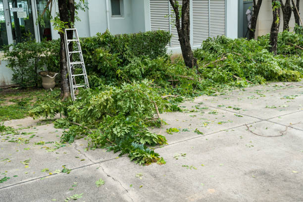 Reston, VA Tree Service Company